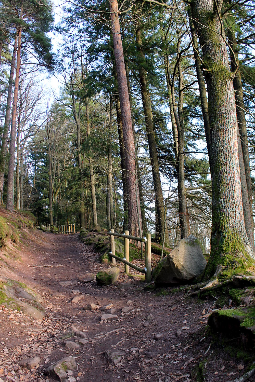 Forêt au Château du Haut-Koenigsbourg