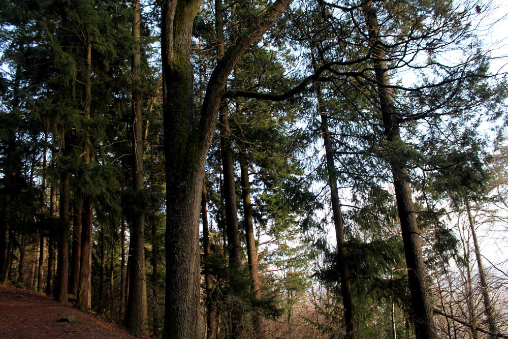 Forêt au Château du Haut-Koenigsbourg