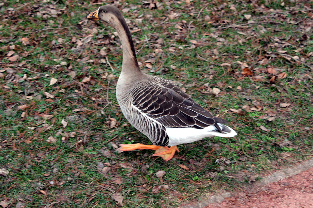Parc de la Tête d'Or de Lyon