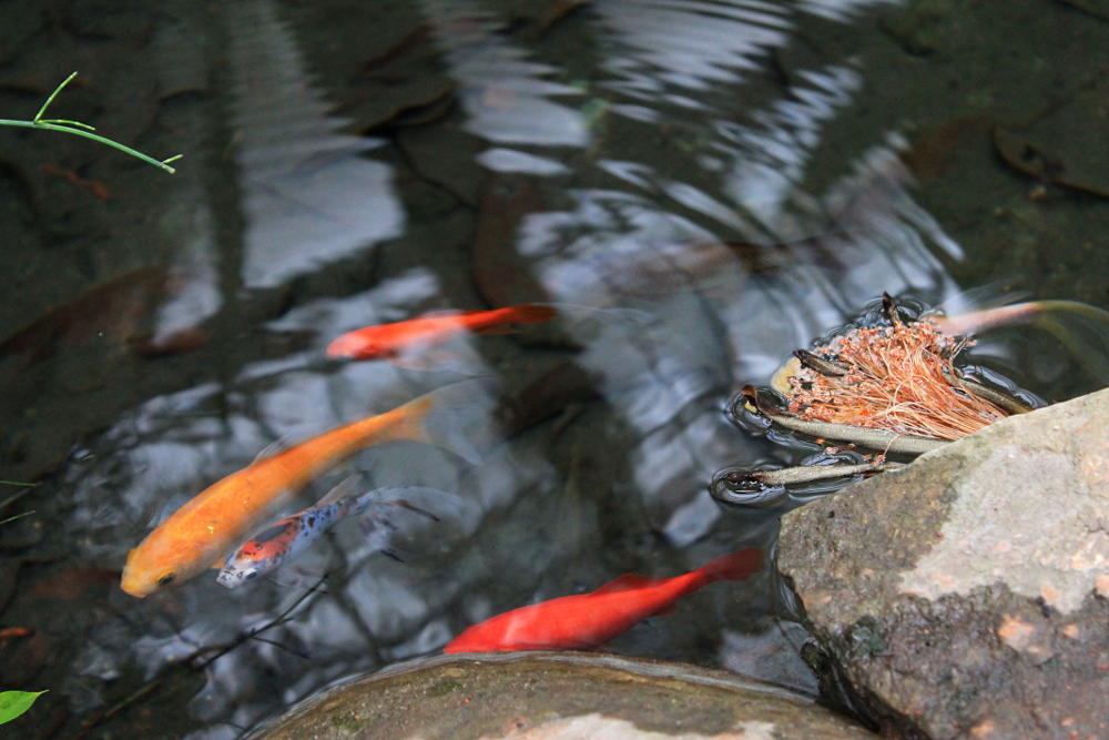 Serre du Parc de la Tête d'Or de Lyon