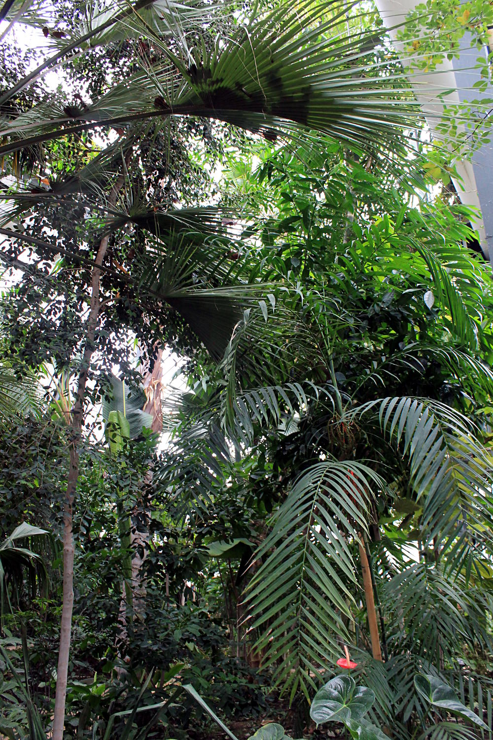 Serre du Parc de la Tête d'Or de Lyon