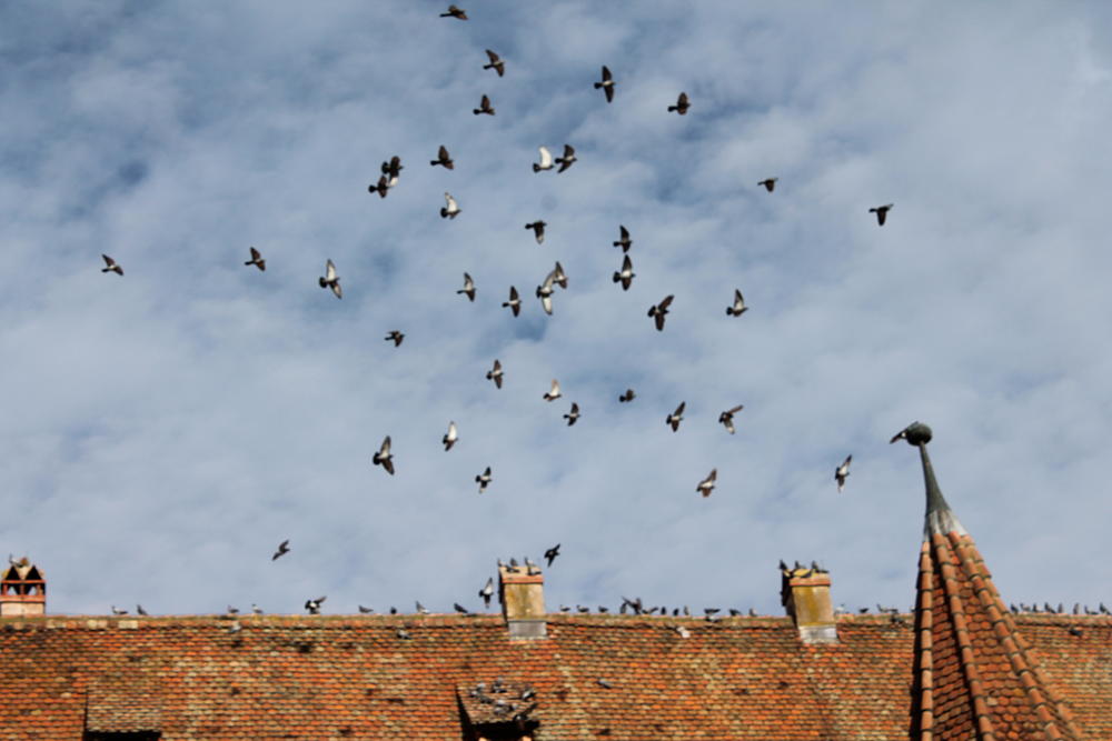 Cathédrale Saint-Georges à Sélestat
