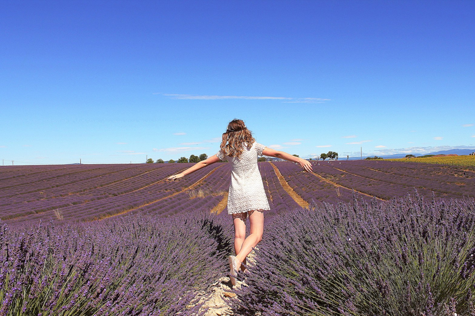 Lola dans les champs de lavande en Provence