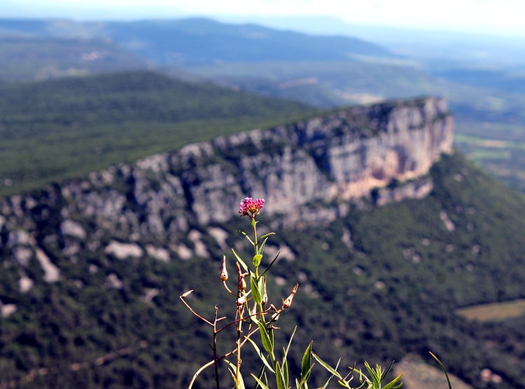 L'Hortus depuis le Pic-Saint-Loup