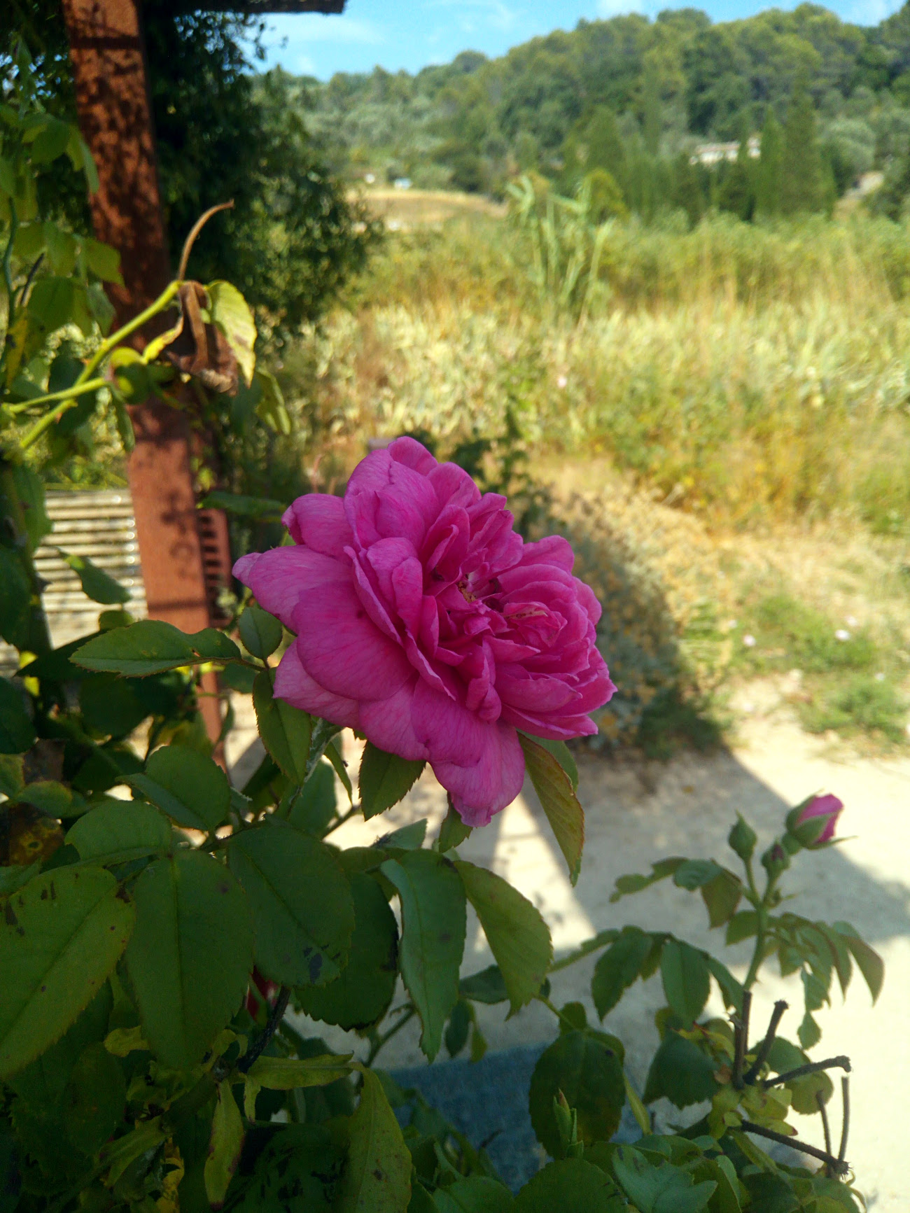 Rose aux Jardins du Musée International de la Parfumerie à Grasse