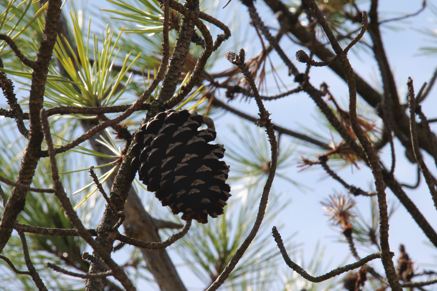 Pin sur la plage de la Coubre - Côte Sauvage