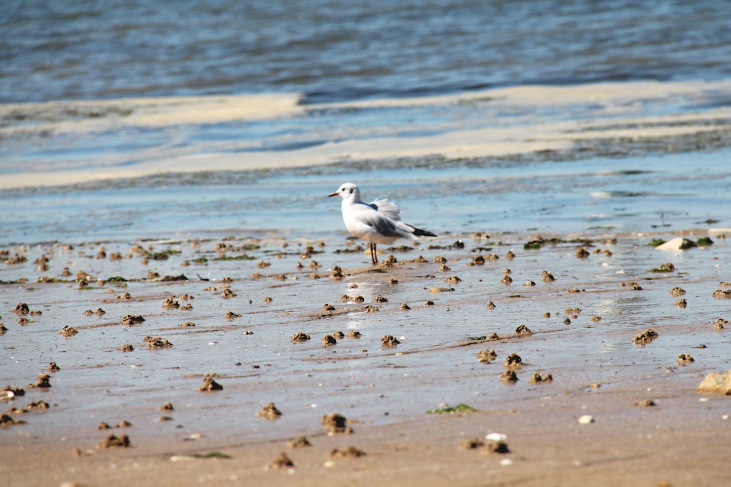Plage de La Flotte sur l'Île de Ré