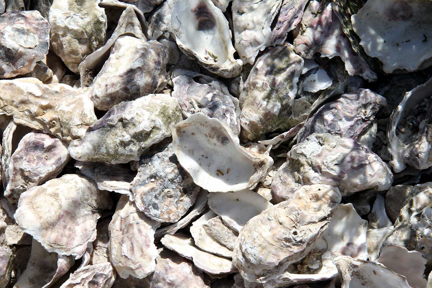 Canal de la Grève à La Tremblade