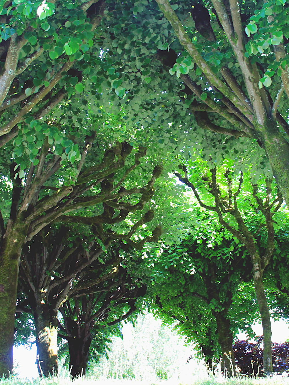 Bords de Charente à Saintes