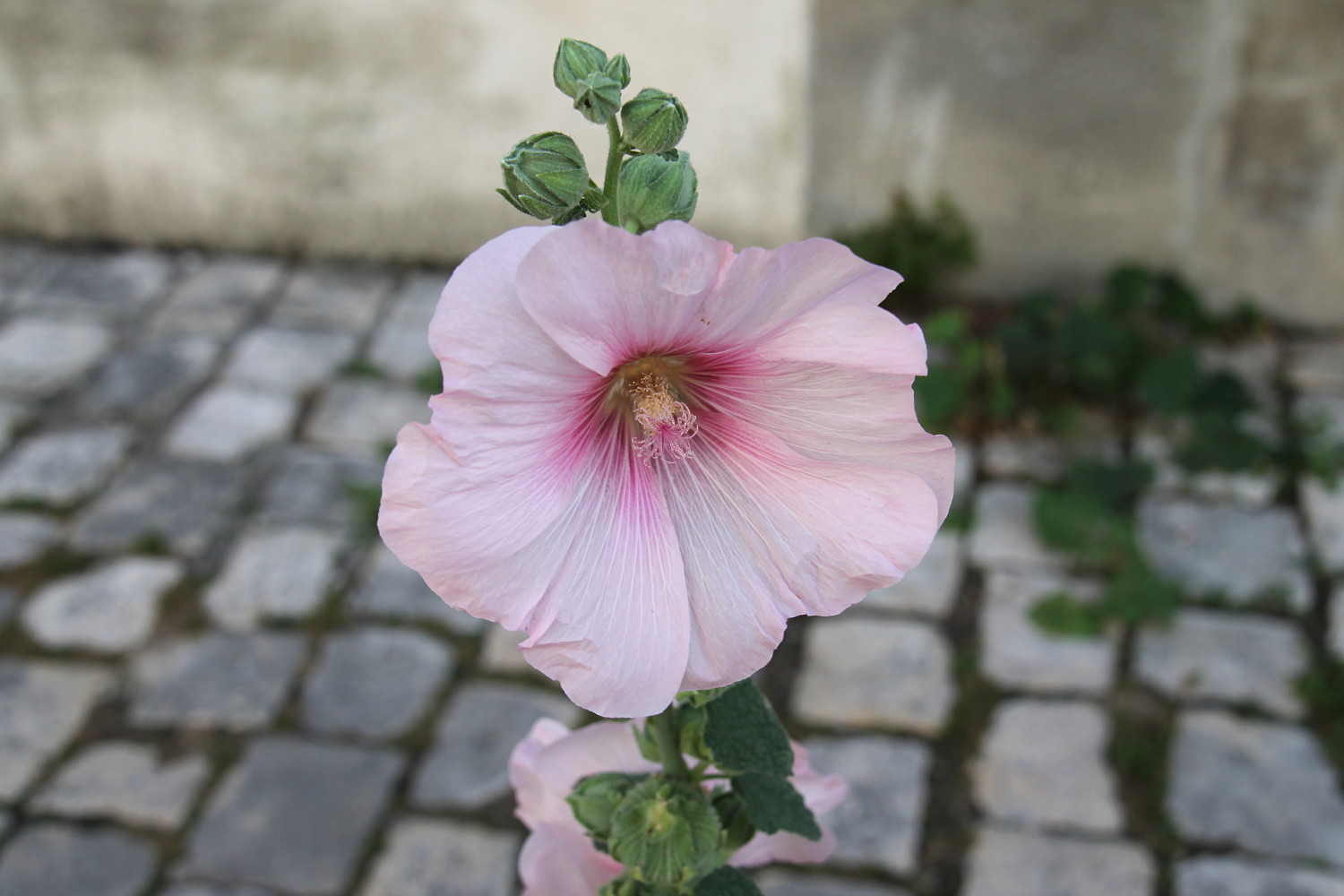 Rose trémière à La Rochelle