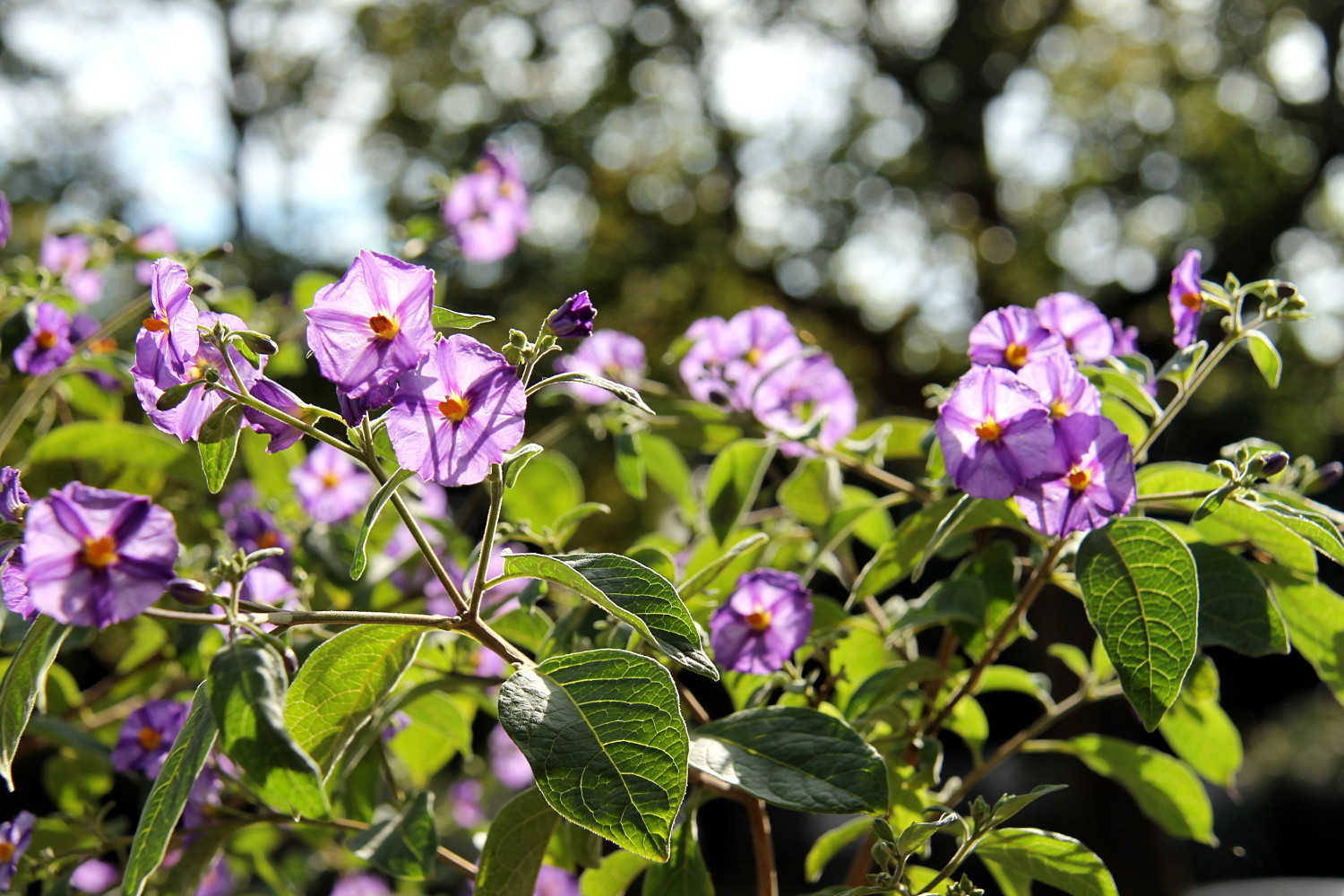 Fleurs à La Rochelle
