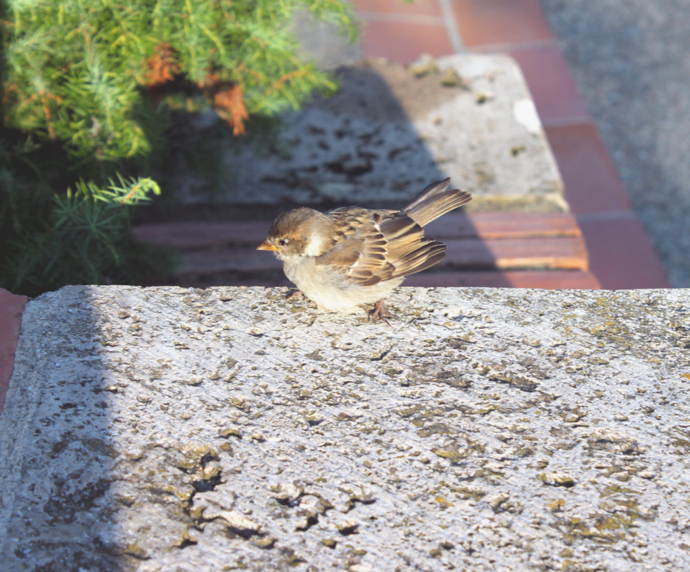 Oiseau au Village Catalan