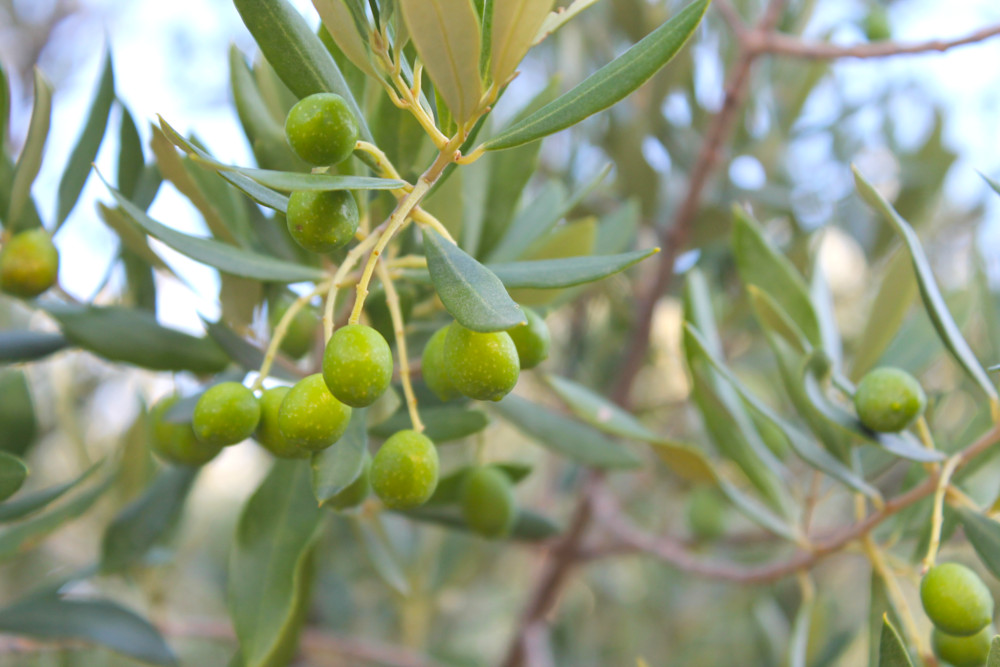 Olivier au Village Catalan sur l'Autoroute