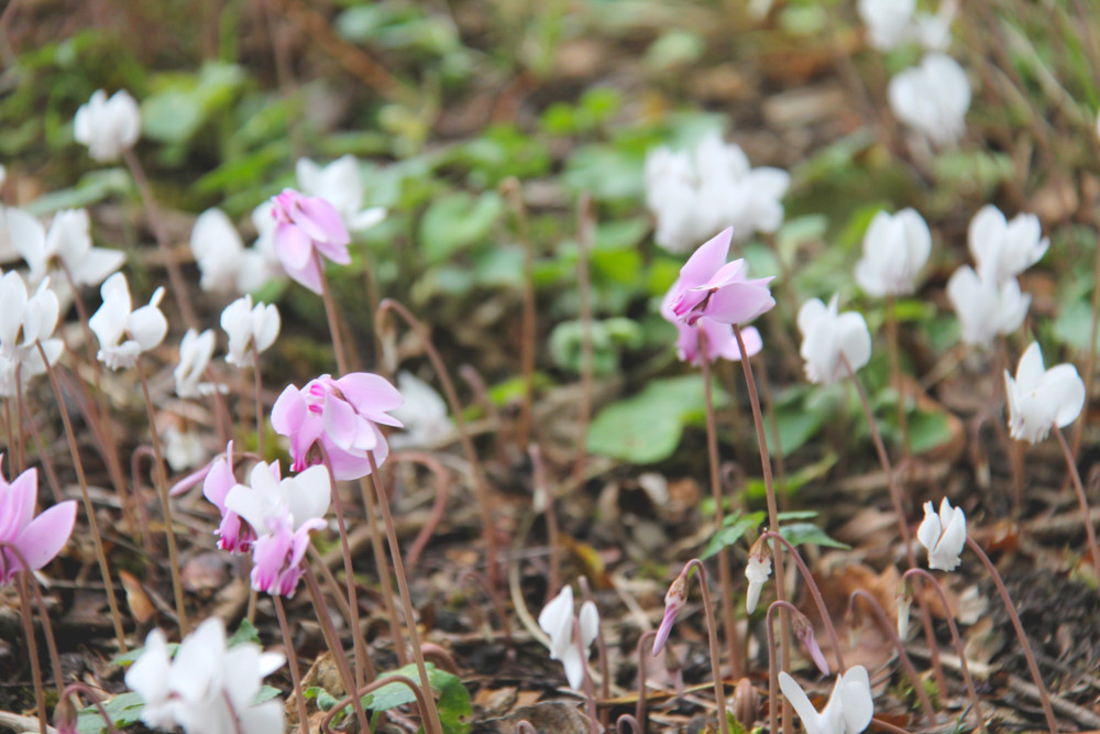 Château de Mornay à Saint-Pierre-de-l'Isle