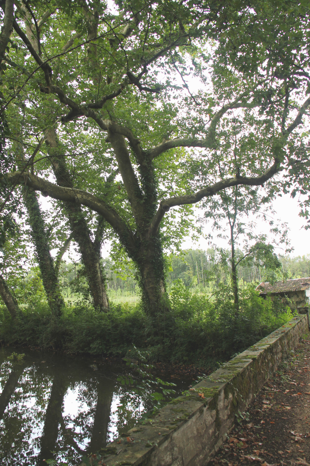 Château de Mornay à Saint-Pierre-de-l'Isle