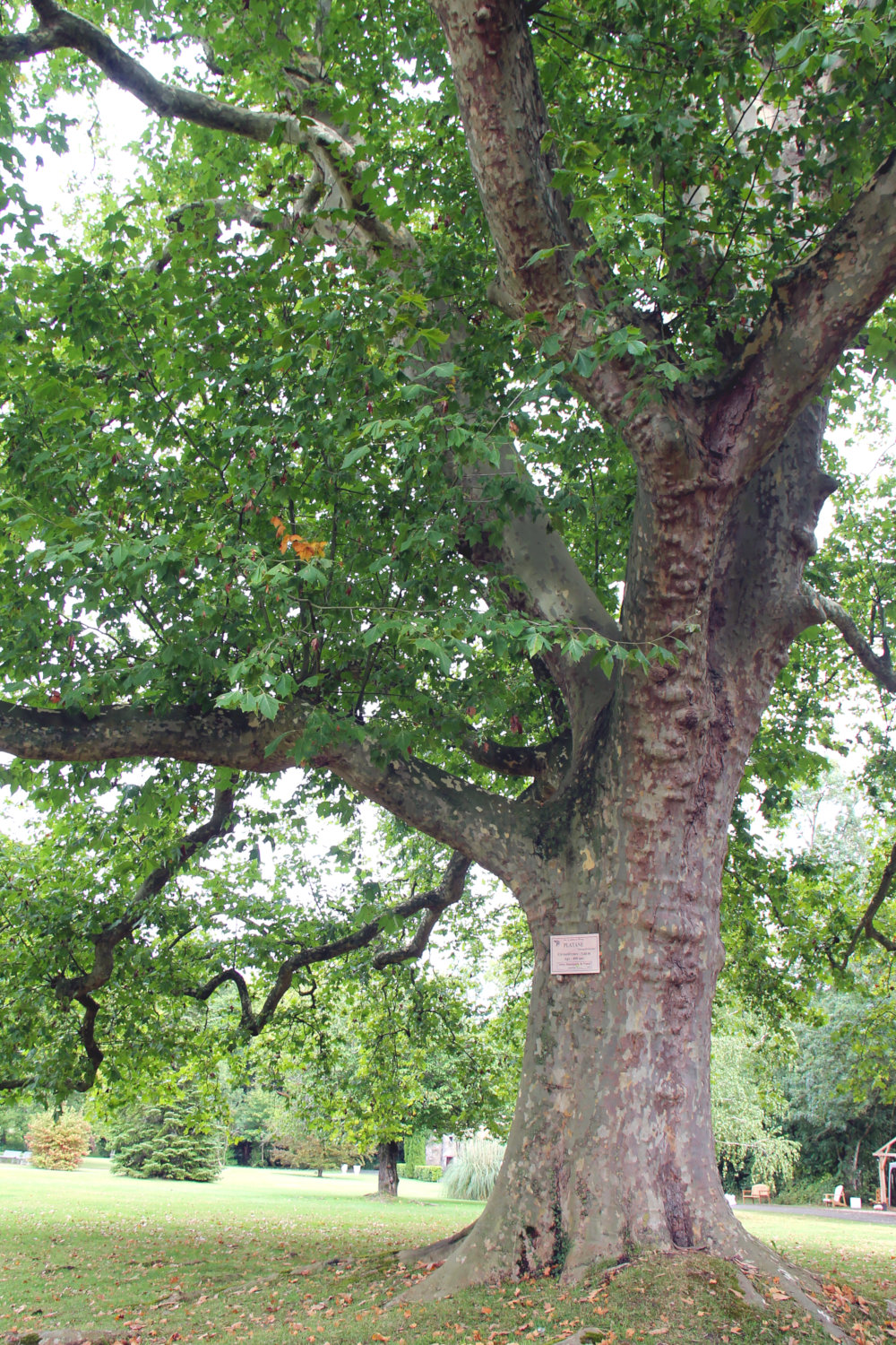 Château de Mornay à Saint-Pierre-de-l'Isle