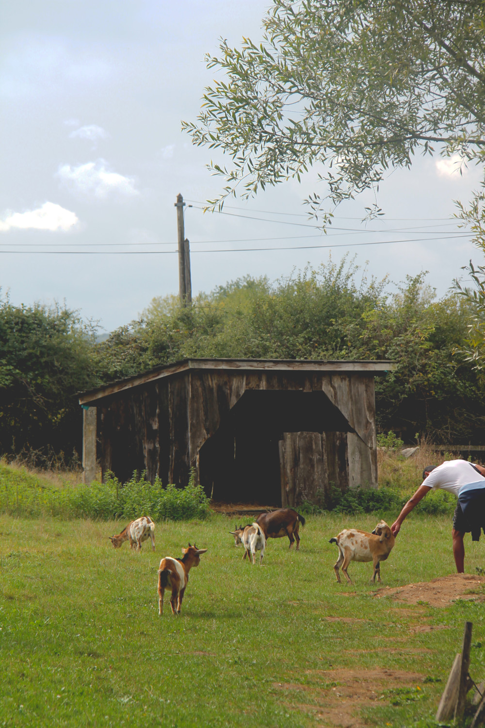 Ferme pédagogique au Château des Enigmes à Pons