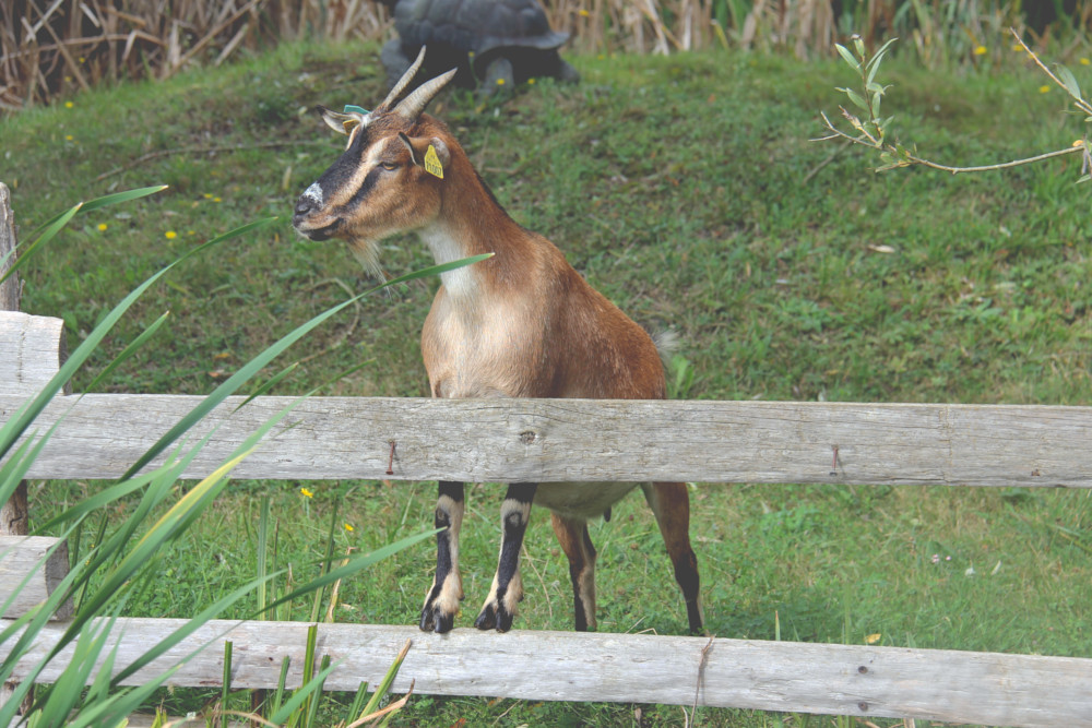 Ferme pédagogique au Château des Enigmes à Pons