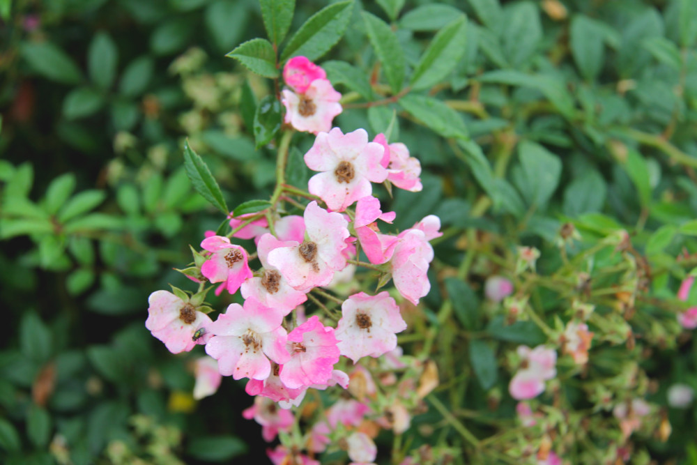 Eglise Saint-Pierre d'Aulnay-de-Saintonge