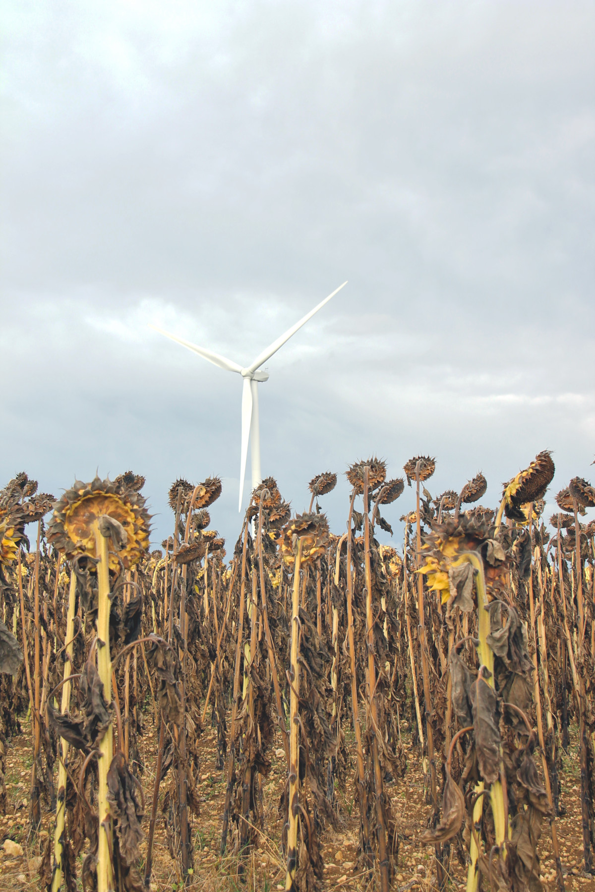 Champ de tournesols en Vals de Saintonge