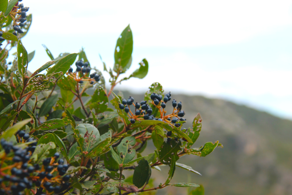 Randonnée des Fenestrettes à Saint-Guilhem-le-Désert