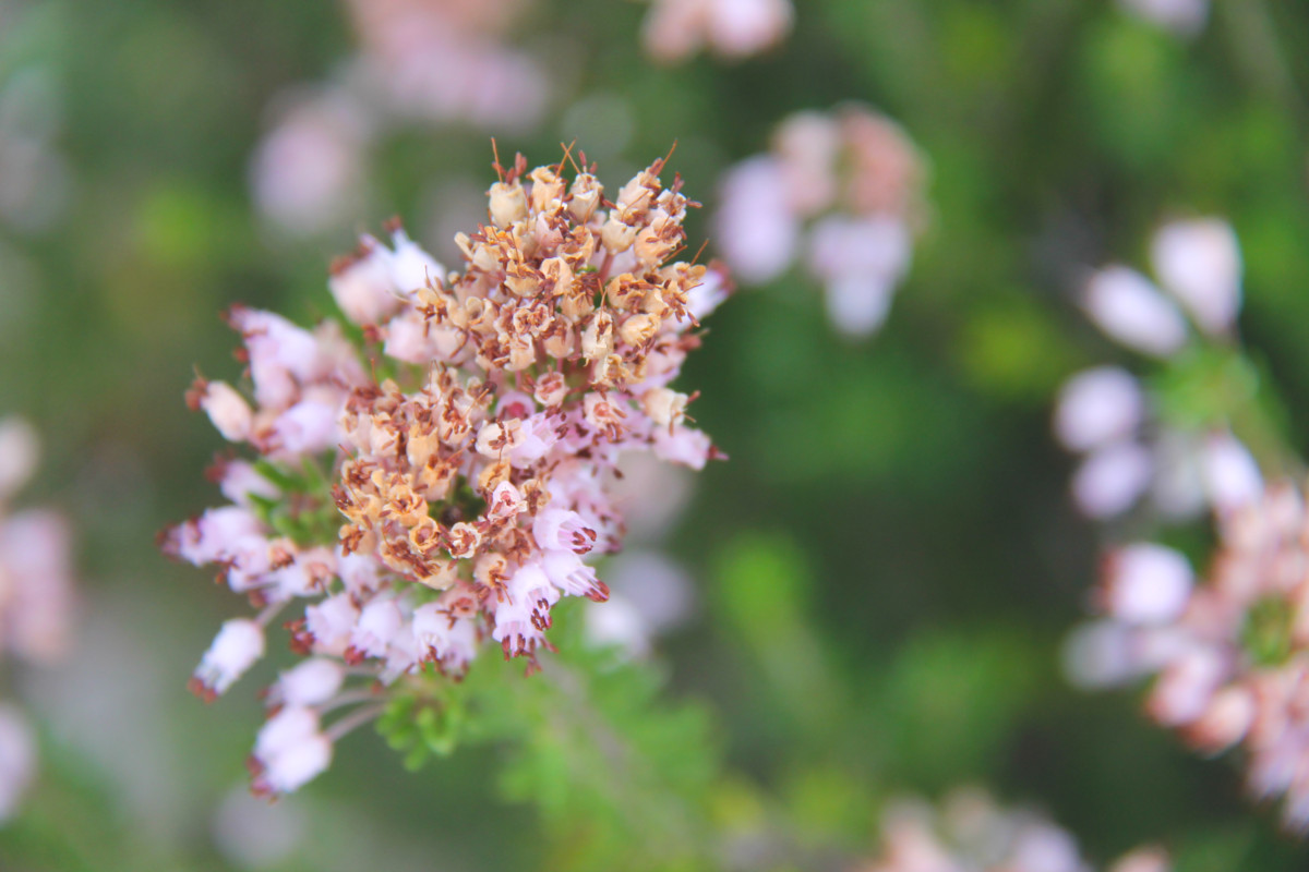 Bruyère à la randonnée des Fenestrettes à Saint-Guilhem-le-Désert