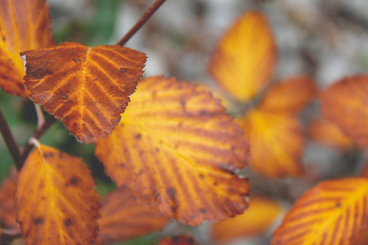 Feuilles d'automne à la randonnée des Fenestrettes à Saint-Guilhem-le-Désert