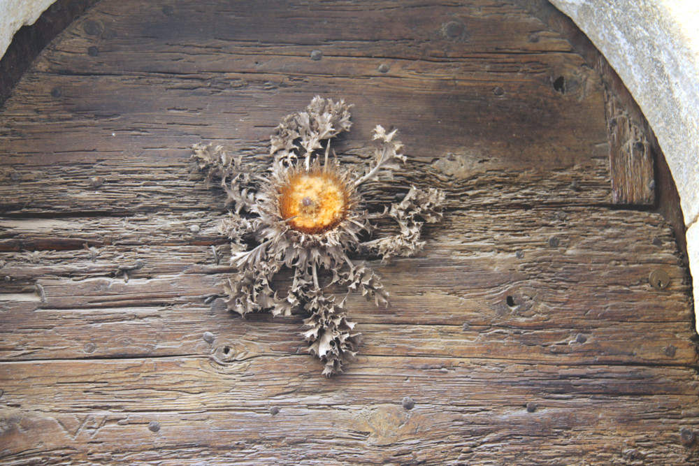 Cardabelle à Saint-Guilhem-le-Désert