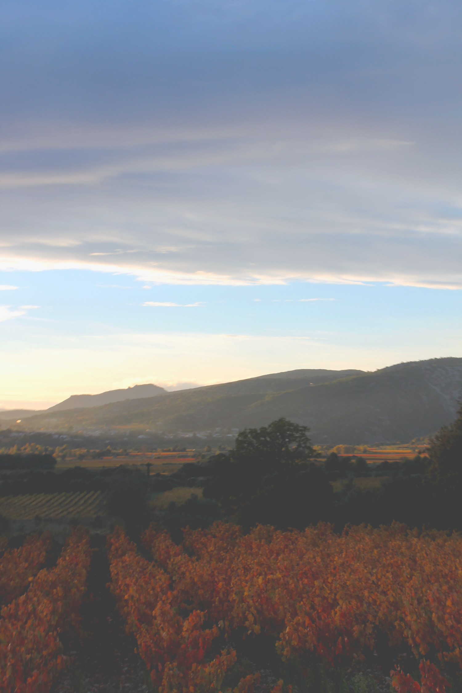 Vignes à Saint-Guilhem-le-Désert