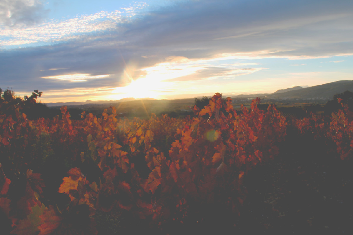 Vignes à Saint-Guilhem-le-Désert