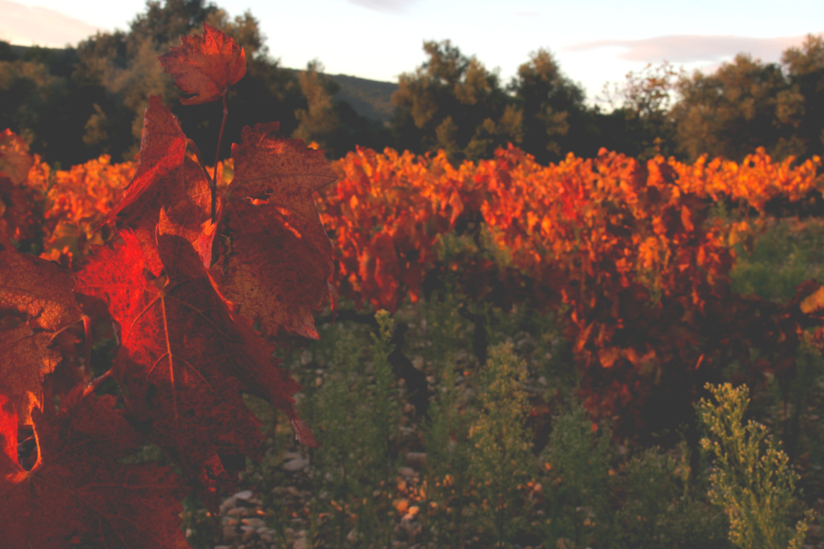Vignes à Saint-Guilhem-le-Désert