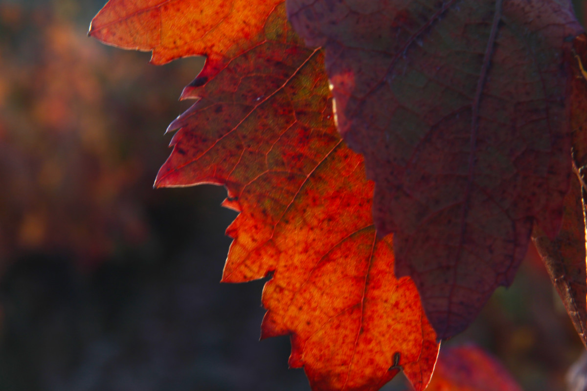 Feuille de vigne en automne