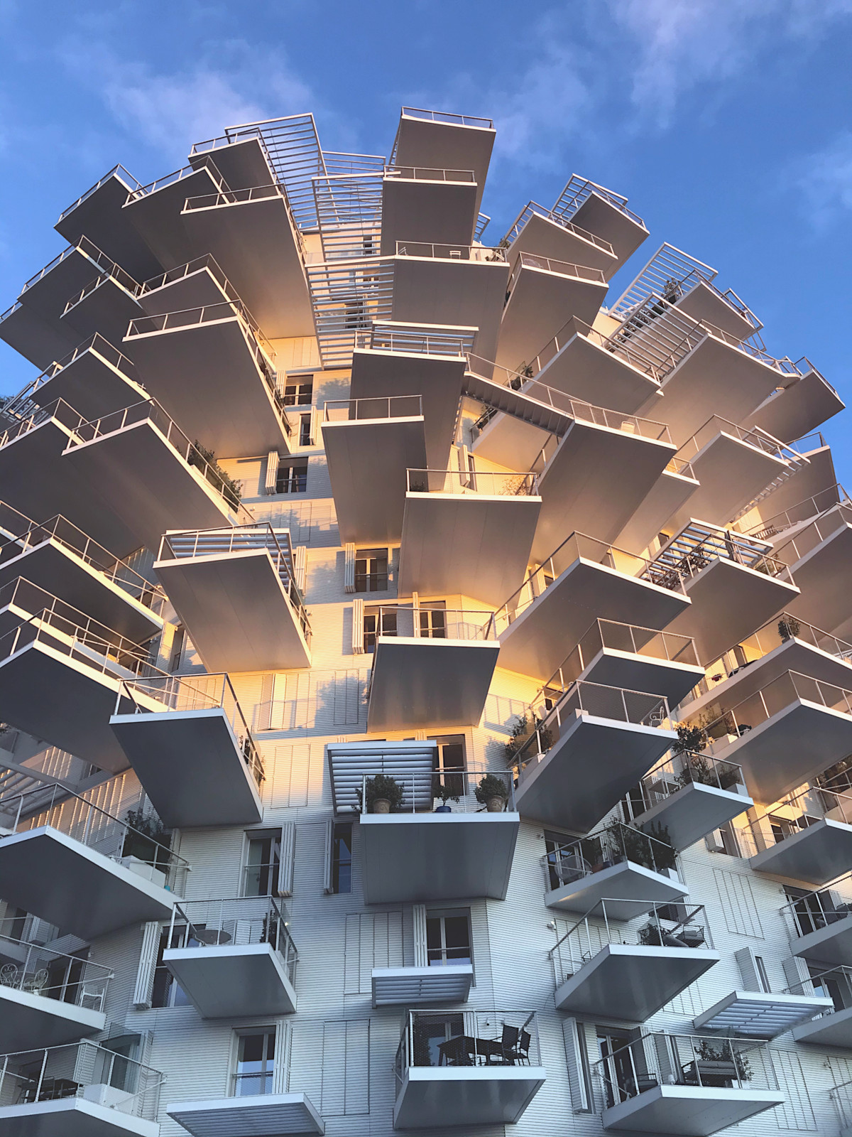 Arbre Blanc au coucher de soleil à Montpellier