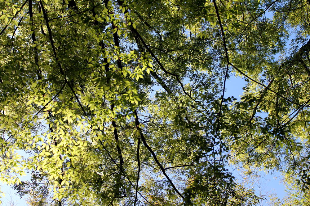 Arbres du Jardin des Plantes de Montpellier