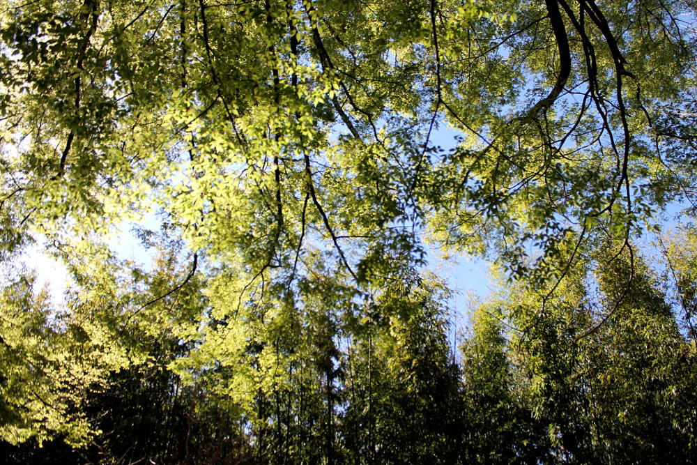 Arbres du Jardin des Plantes de Montpellier