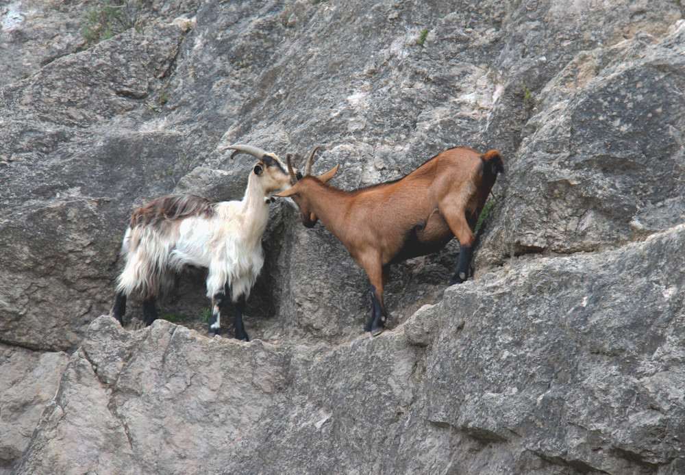 Chèvres au Cirque de Mourèze