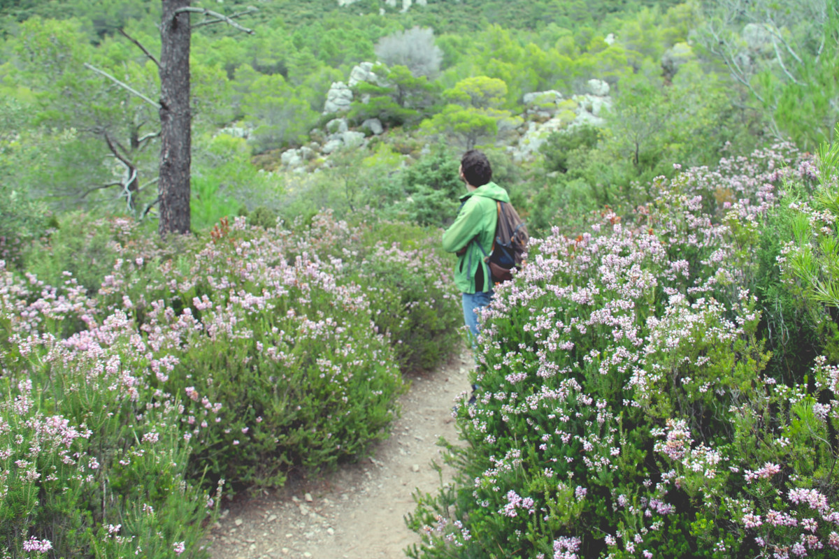 Dans la bruyère au Cirque de Mourèze
