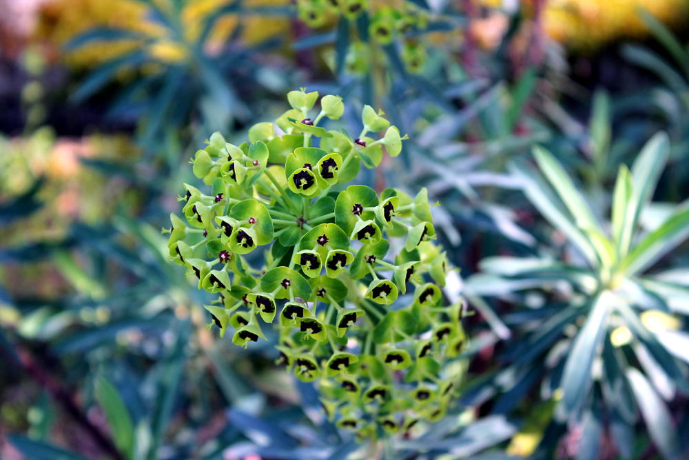 Fleurs du Jardin des Plantes de Montpellier