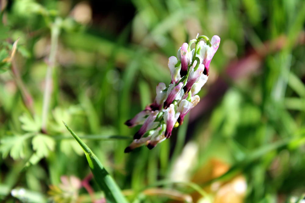 Fleurs du Jardin des Plantes de Montpellier