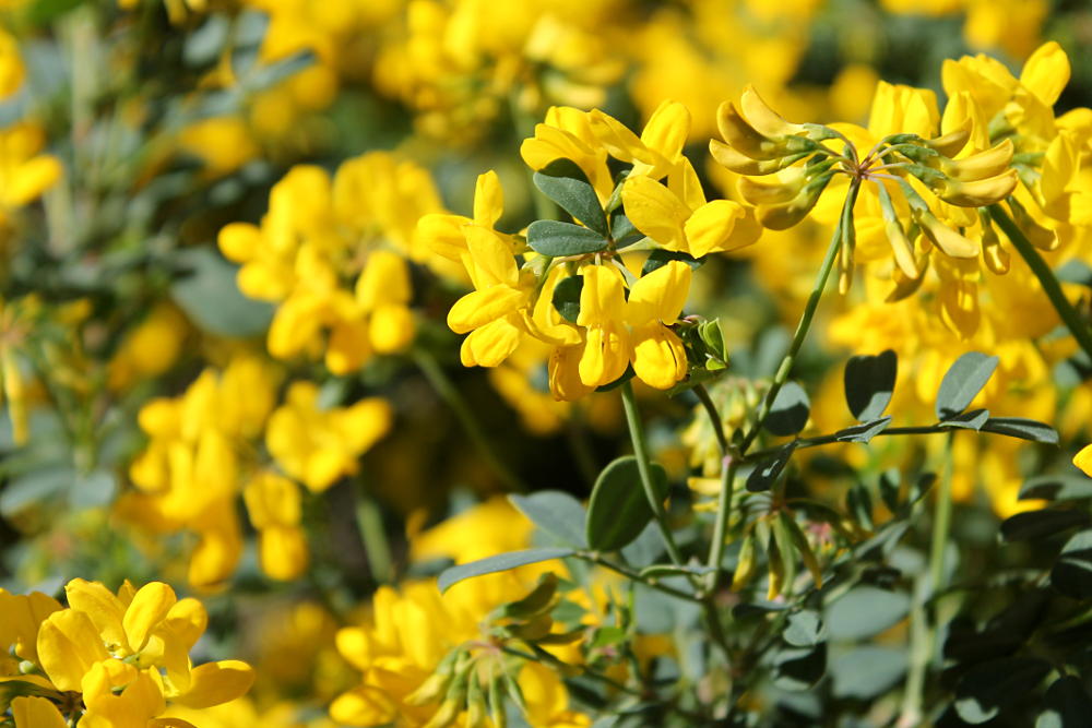Fleurs du Jardin des Plantes de Montpellier