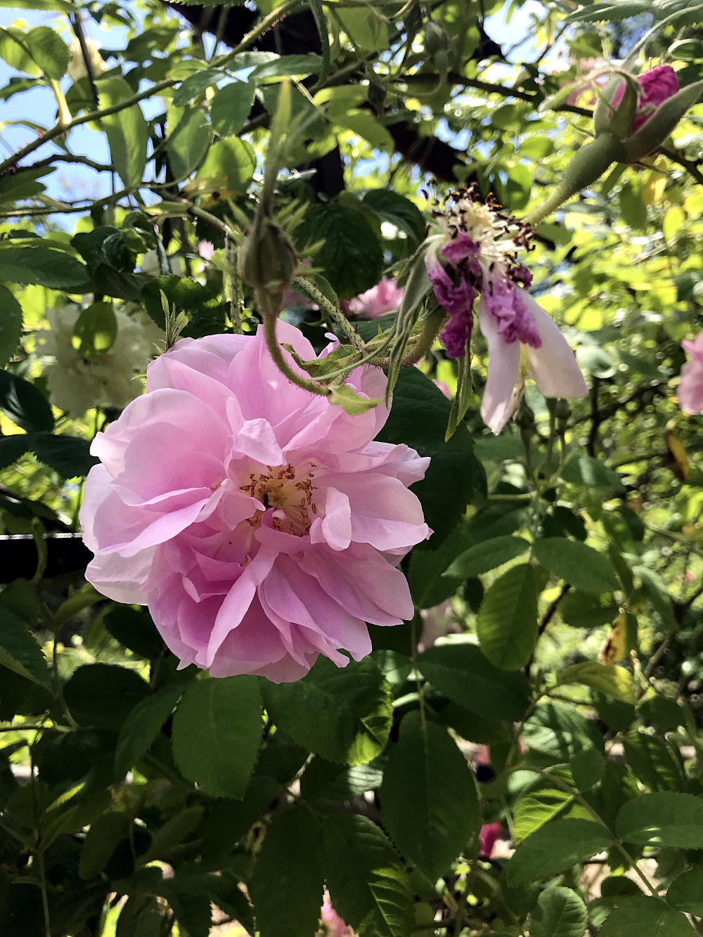 Fleurs du Jardin des Plantes de Montpellier
