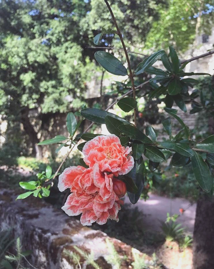 Fleurs du Jardin des Plantes de Montpellier