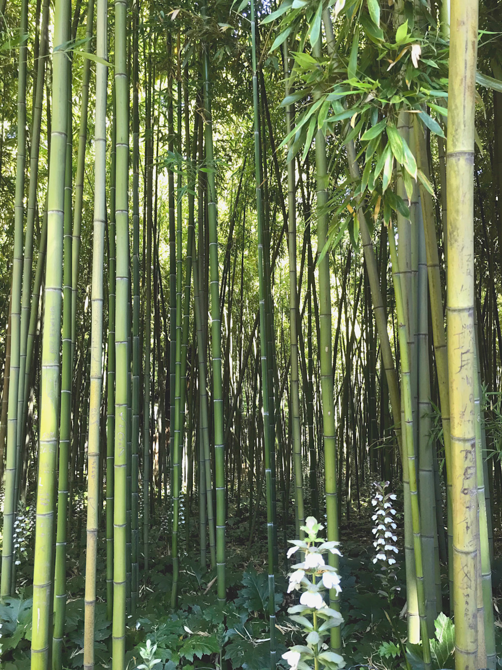 Jardin des Plantes de Montpellier