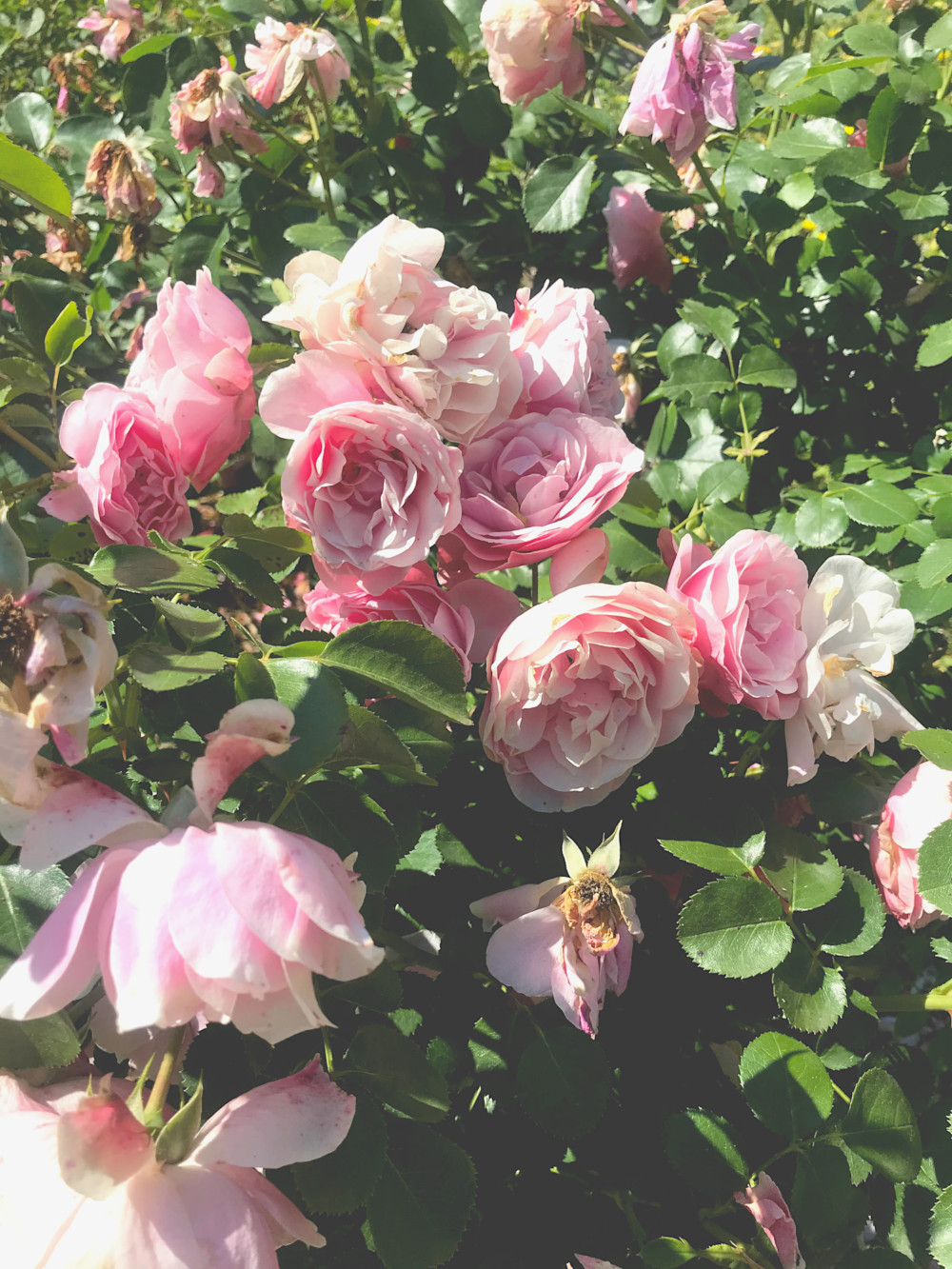 Fleurs du Jardin des Plantes de Montpellier