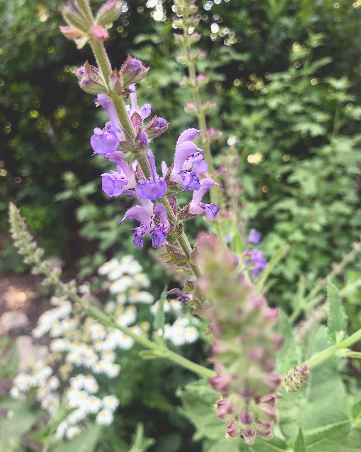 Fleurs du Jardin des Plantes de Montpellier