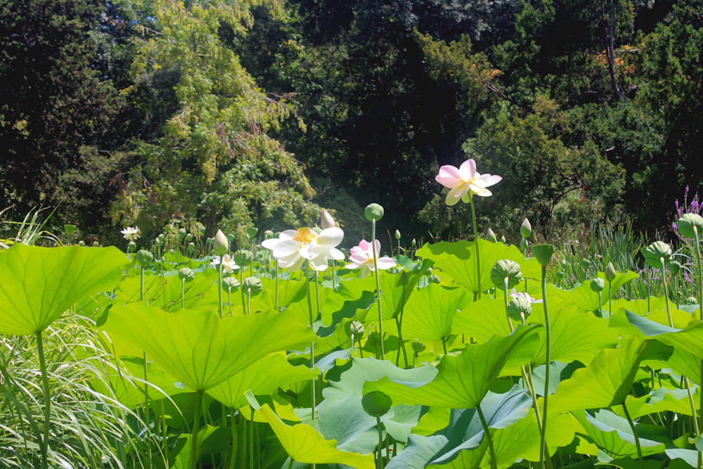 Nénuphars du Jardin des Plantes de Montpellier