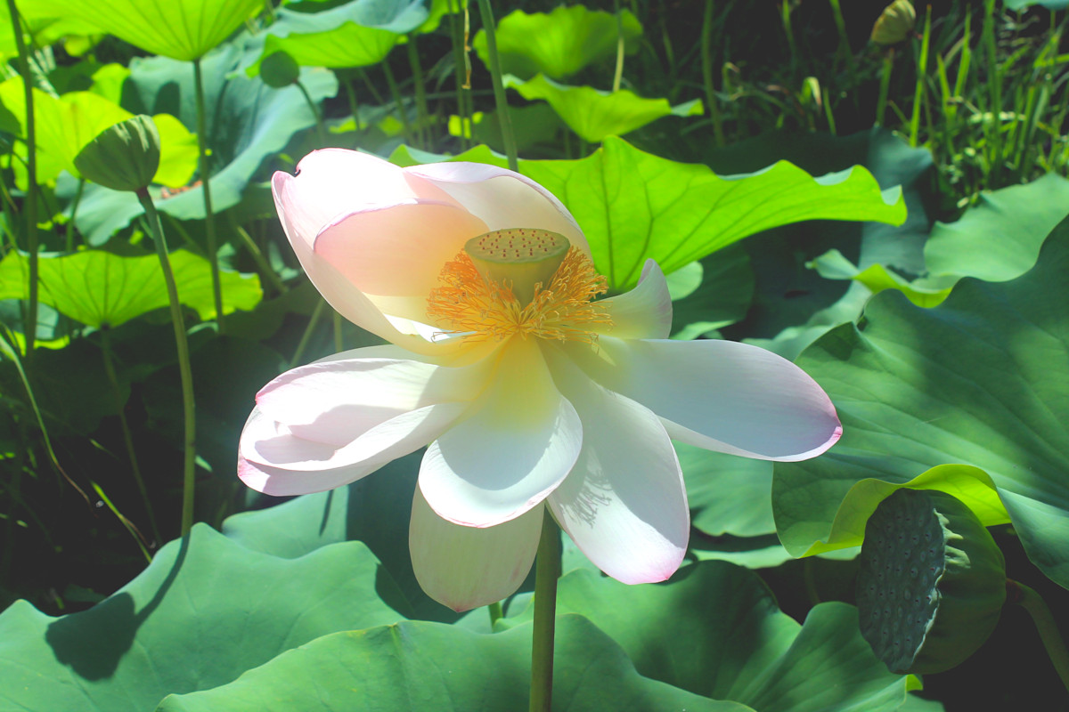 Nénuphar du Jardin des Plantes de Montpellier