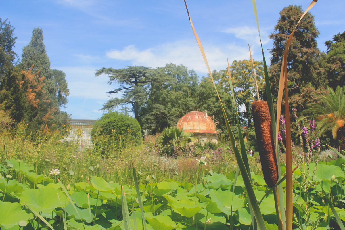 Jardin des Plantes de Montpellier