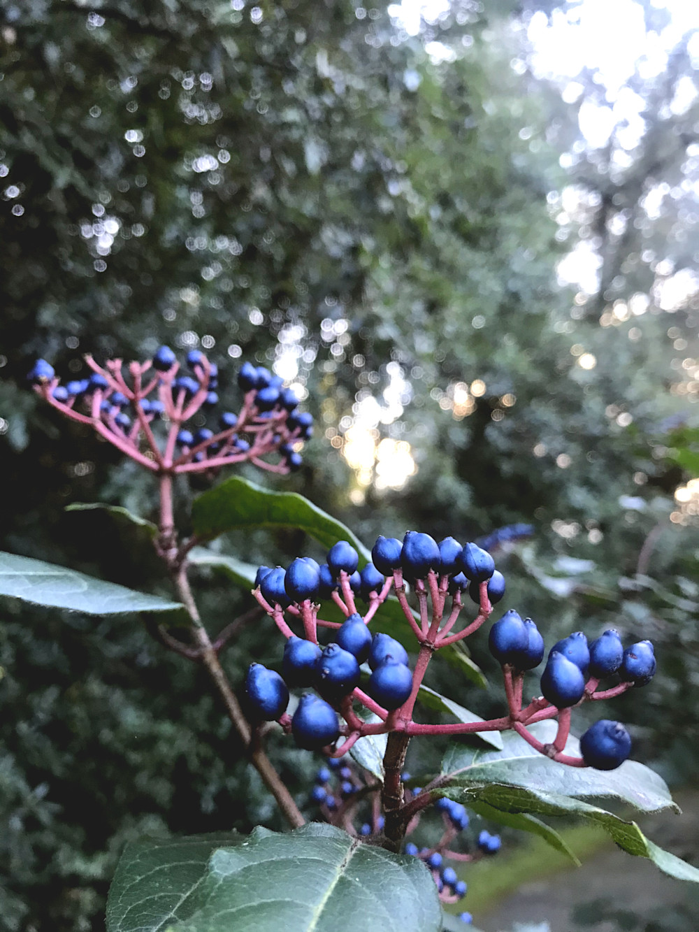 Plantes du Jardin des Plantes de Montpellier