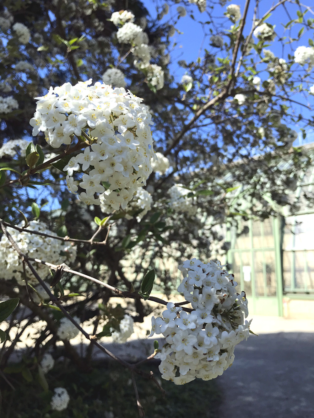 Fleurs du Jardin des Plantes de Montpellier